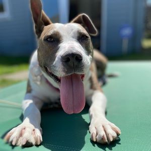 Meet your Posher, Saraya